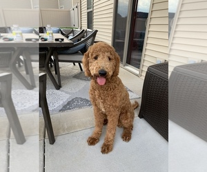 Goldendoodle Puppy for sale in TROY, IL, USA