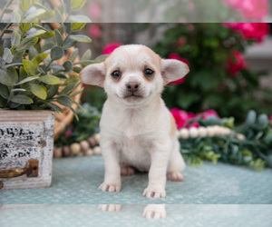 Medium Chihuahua