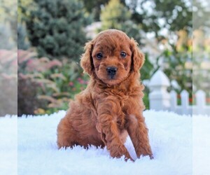 Goldendoodle-Poodle (Miniature) Mix Puppy for sale in GORDONVILLE, PA, USA