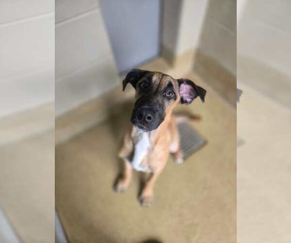Medium Photo #3 Great Dane-Unknown Mix Puppy For Sale in Woodbury, NY, USA