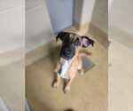 Small #2 Great Dane Mix