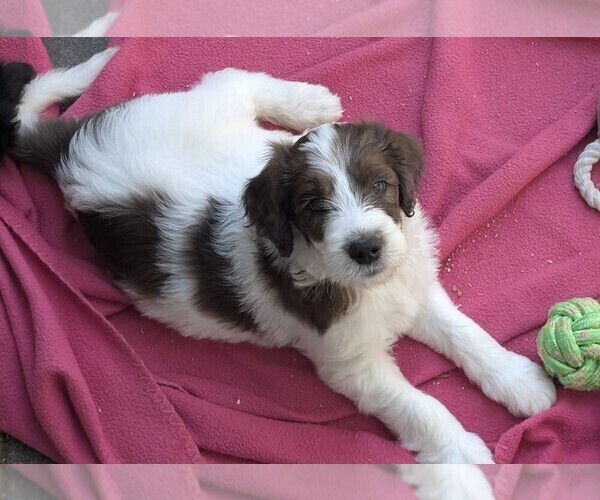 Medium Photo #2 Double Doodle Puppy For Sale in CHULA VISTA, CA, USA