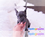 Small Photo #6 French Bulldog Puppy For Sale in FULLERTON, CA, USA