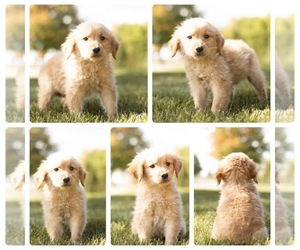 Golden Retriever Puppy for sale in MENTONE, IN, USA