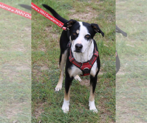 Medium Photo #3 Mutt Puppy For Sale in Bandera, TX, USA