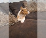 Small Photo #67 Pembroke Welsh Corgi Puppy For Sale in SHILOH, OH, USA