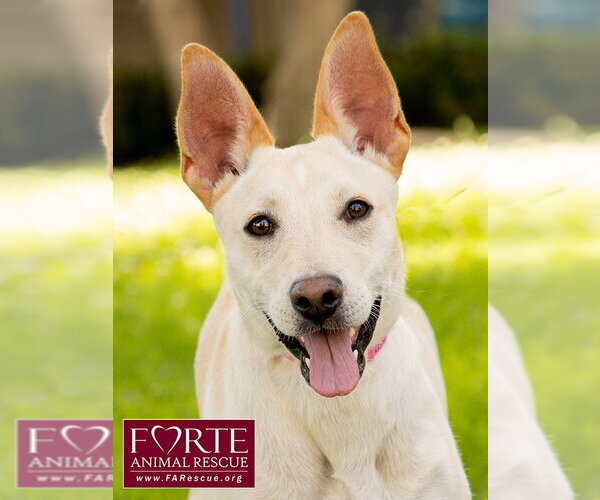 Medium Photo #6 Labrador Retriever-Shiba Inu Mix Puppy For Sale in Marina del Rey, CA, USA