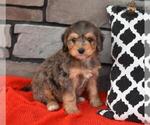 Small Photo #11 Miniature Bernedoodle Puppy For Sale in MILLERSBURG, OH, USA