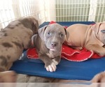Small Photo #3 American Bully Puppy For Sale in BANGOR, ME, USA