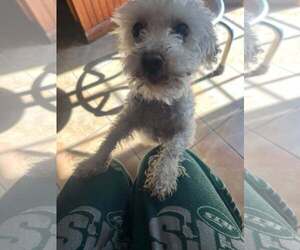 Tokyo - Male Poodle (Toy) Dog for Adoption - Photo #2