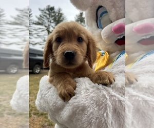 Golden Retriever Puppy for sale in NEOLA, WV, USA