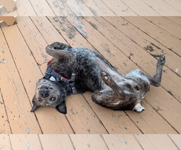 Medium Photo #5 Mutt Puppy For Sale in Garden City, NY, USA