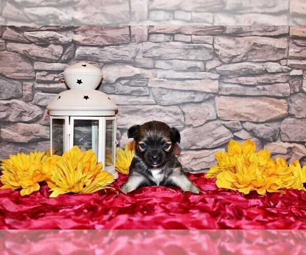 Medium Photo #5 Chihuahua Puppy For Sale in CHARLESTON, AR, USA