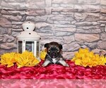 Small #4 Chihuahua
