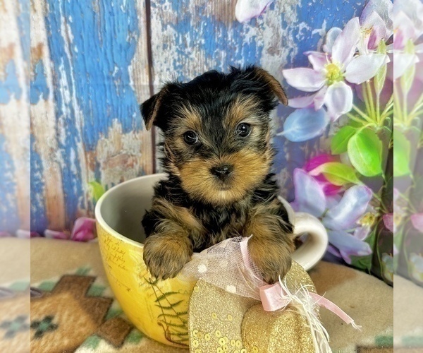 Medium Photo #5 Yorkshire Terrier Puppy For Sale in CASSVILLE, MO, USA