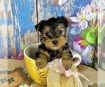 Small #4 Yorkshire Terrier