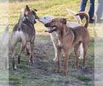 Small #7 Black Mouth Cur Mix