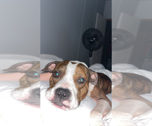 American Boston Bull Terrier Puppy for sale in GOSPORT, IN, USA