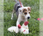 Small #2 Beagle