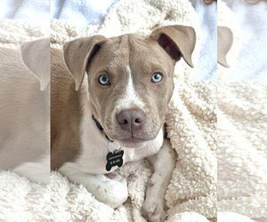 Mutt Dogs for adoption in Rockaway, NJ, USA