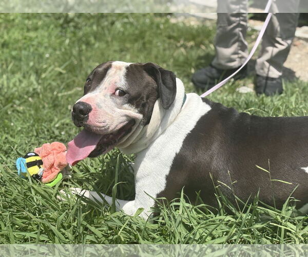 Medium Photo #3 American Pit Bull Terrier-Unknown Mix Puppy For Sale in Virginia Beach, VA, USA