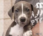 Small Mutt