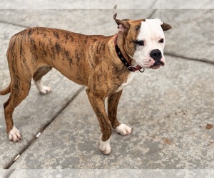Mother of the American Bulldog puppies born on 04/15/2026