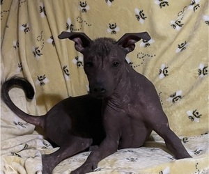 Xoloitzcuintli (Mexican Hairless) Puppy for Sale in BRIDGEVILLE, California USA