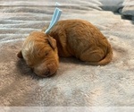 Small #7 Goldendoodle (Miniature)