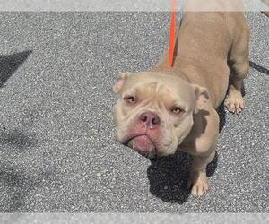 American Staffordshire Terrier-Bulldog Mix Dogs for adoption in Fort Lauderdale, FL, USA