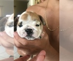 Small Photo #3 English Bulldog Puppy For Sale in STUART, FL, USA