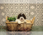 Puppy Buster Poodle (Miniature)