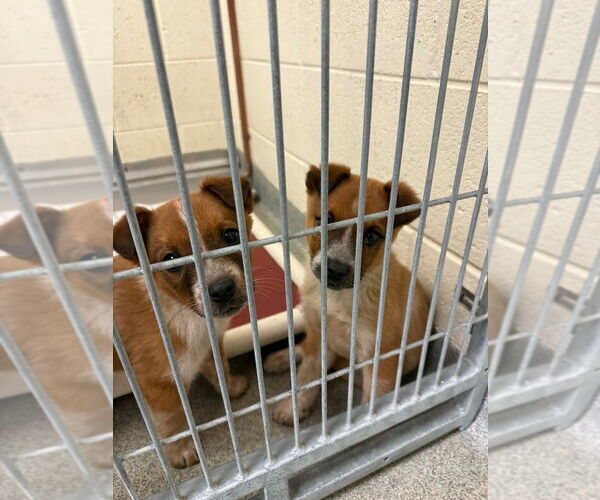 Medium Photo #2 Mutt Puppy For Sale in Salt Lake City, UT, USA