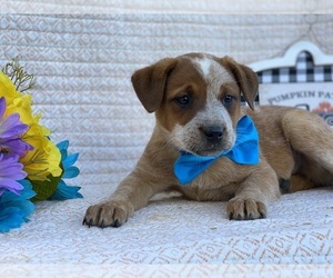 Australian Cattle Dog Puppy for sale in LANCASTER, PA, USA