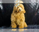 Puppy Reba Maltipoo