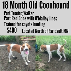 Treeing Walker Coonhound Puppy for sale in DUNDAS, MN, USA