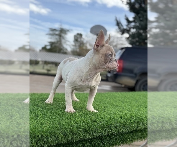 Medium Photo #1 French Bulldog Puppy For Sale in PITTSBURGH, PA, USA