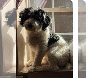 Boykin Spaniel-Poodle (Miniature) Mix Puppy for sale in INMAN, SC, USA