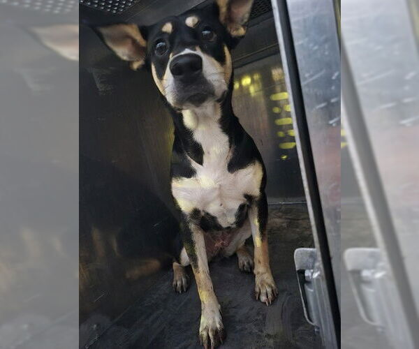 Medium Photo #1 Labbe Puppy For Sale in Pasadena, TX, USA