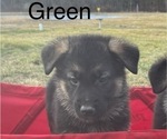 Small Photo #6 German Shepherd Dog Puppy For Sale in SUMPTER TWP, MI, USA