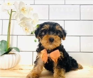 Yorkshire Terrier Puppy for sale in INDIANAPOLIS, IN, USA