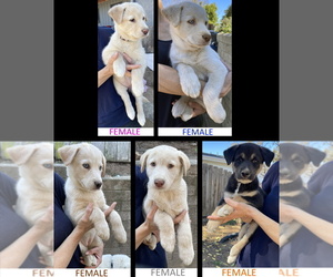 Alaskan Husky-Labrador Retriever Mix Puppy for sale in VISTA, CA, USA