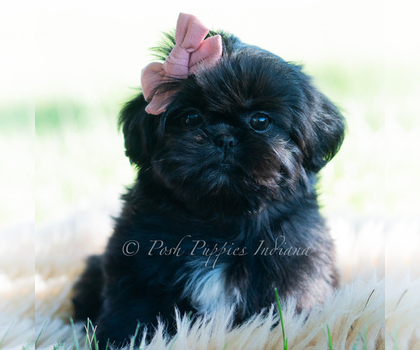 Medium Photo #57 Shih Tzu Puppy For Sale in WARSAW, IN, USA