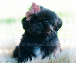 Small #3 Shih Tzu