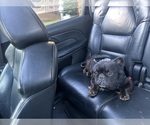 Small Photo #1 French Bulldog Puppy For Sale in SNELLVILLE, GA, USA