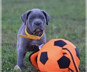 Cane Corso Puppy for Sale in RAEFORD, North Carolina USA