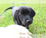 Small Photo #4 Labrador Retriever Puppy For Sale in LOVELADY, TX, USA