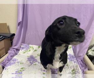 Chiweenie Dogs for adoption in Modesto, CA, USA