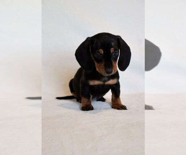 Medium Photo #3 Dachshund Puppy For Sale in SAN DIEGO, CA, USA