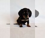 Small Photo #3 Dachshund Puppy For Sale in SAN DIEGO, CA, USA